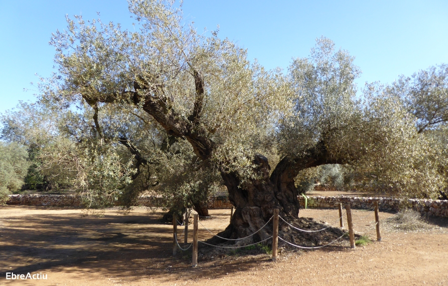 Ulldecona, un paseo por la historia | EbreActiu.cat, revista digital de ocio activo | Terres de l&rsquo;Ebre...