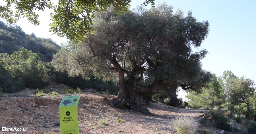 Aquest cap de setmana tornen les visites el poblat iber de la Moleta del Remei d’Alcanar | EbreActiu.cat, revista digital d’oci actiu | Terres de l’Ebre ...