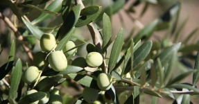 Montsi�: Aceite de oliva Km 0