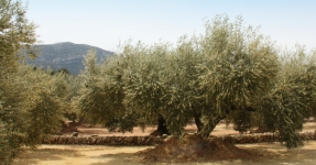 Montsi�: Aceite de oliva Km 0