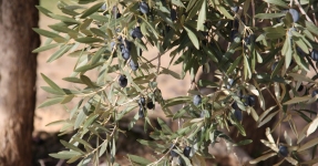 Montsi�: Aceite de oliva Km 0