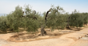Montsi�: Aceite de oliva Km 0