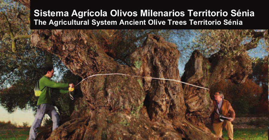 Les oliveres millenries del territori Snia, candidates a SIPAM de la FAO