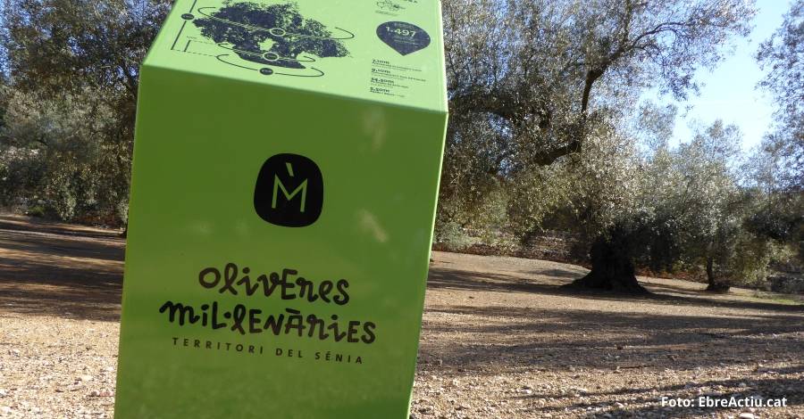 Unió de Pagesos demana que la protecció de les oliveres mil·lenàries sigui voluntària | EbreActiu.cat, revista digital d’oci actiu | Terres de l’Ebre ... Unió de Pagesos demana que la protecció de les oliveres mil·lenàries sigui voluntària | EbreActiu.cat, revista digital d’oci actiu | Terres de l’Ebre ...
