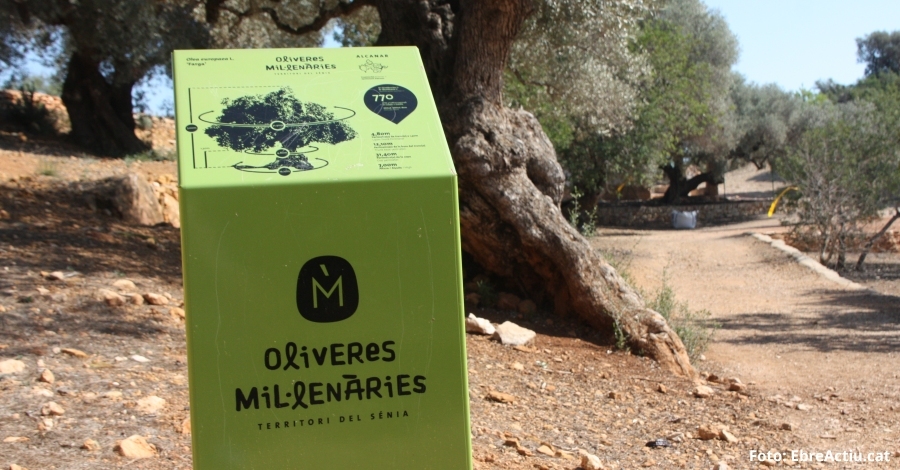 La FAO declara Patrimoni Agrcola Mundial a les oliveres millenries del territori Snia