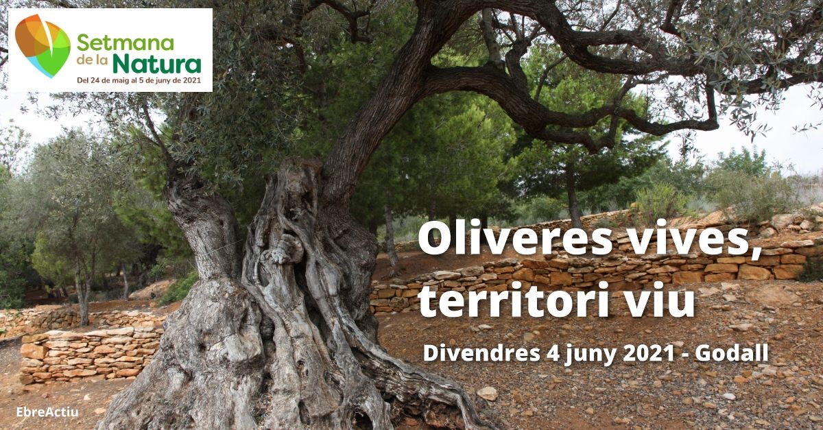Setmana de la Natura: Oliveres Vives, territori viu Setmana de la Natura: Oliveres Vives, territori viu