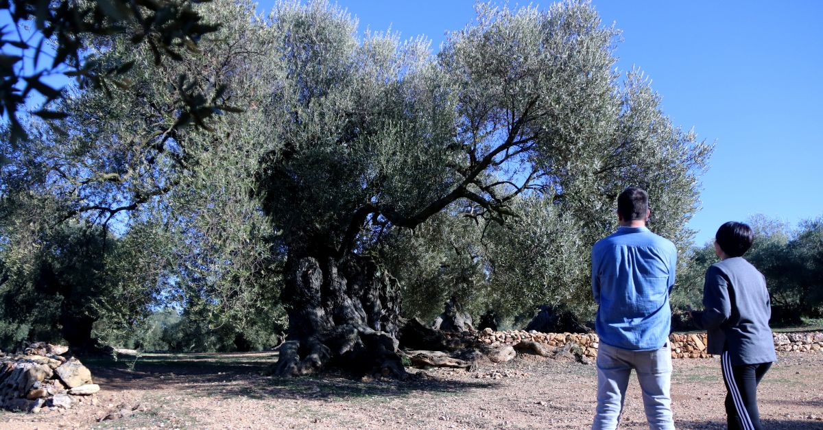 Pagesos i entitats alerten que la manca dajuts del Govern posa en perill la protecci de les oliveres millenries