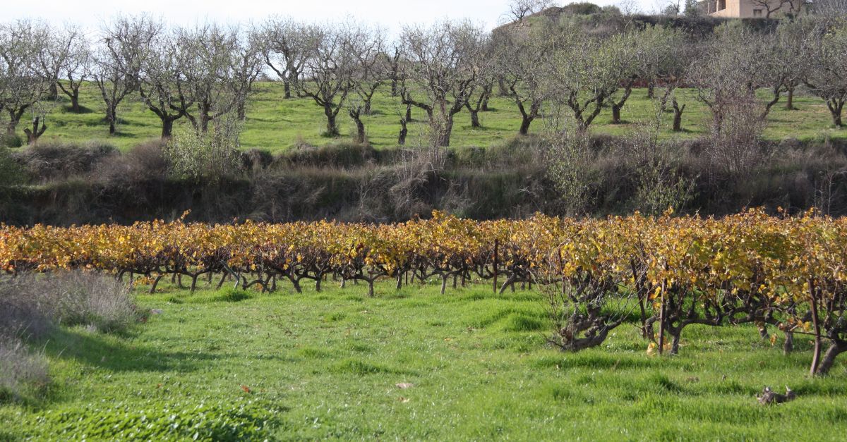 El paisatge botnic a lentorn de les vinyes influencia les aromes dels vins que shi elaboren
