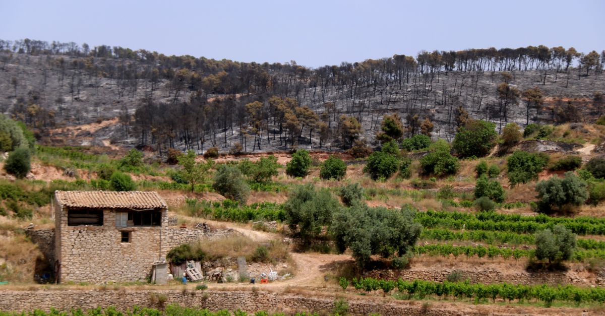 El paisatge cremat desprs de lincendi de Corbera dEbre deixa una sensaci de devastaci entre els vens