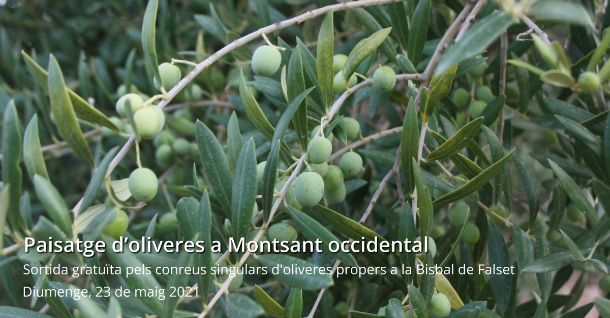 Sortida: Paisatge d’oliveres a Montsant occidental Sortida: Paisatge d’oliveres a Montsant occidental