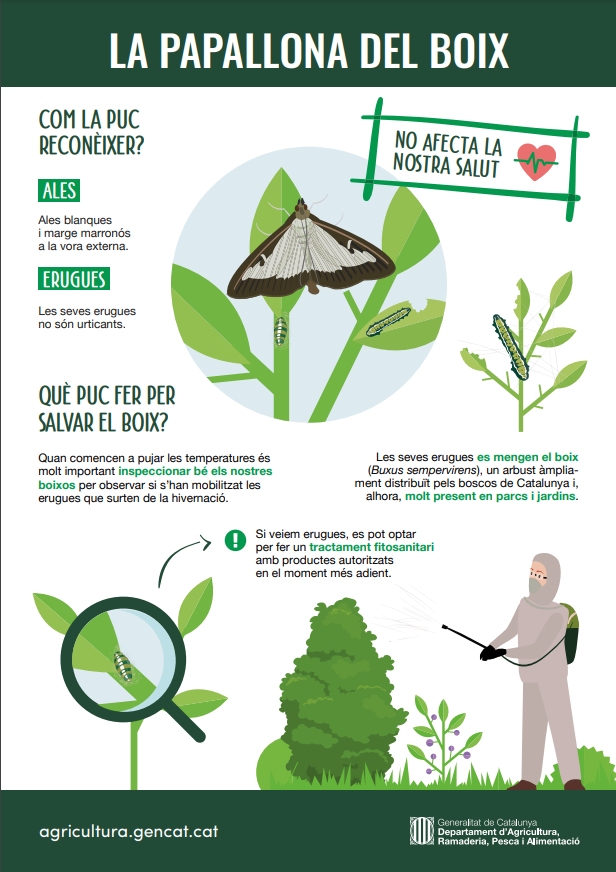 La papallona del boix �s present a 185 municipis i 21 comarques de Catalunya | EbreActiu.cat, revista digital d&rsquo;oci actiu | Terres de l&rsquo;Ebre ...
