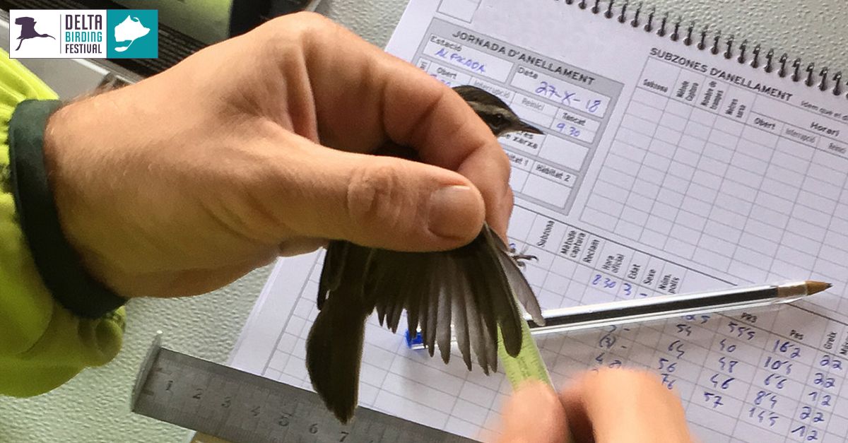 #DBF22 Un paradís secret al Delta #DBF22 Un paradís secret al Delta