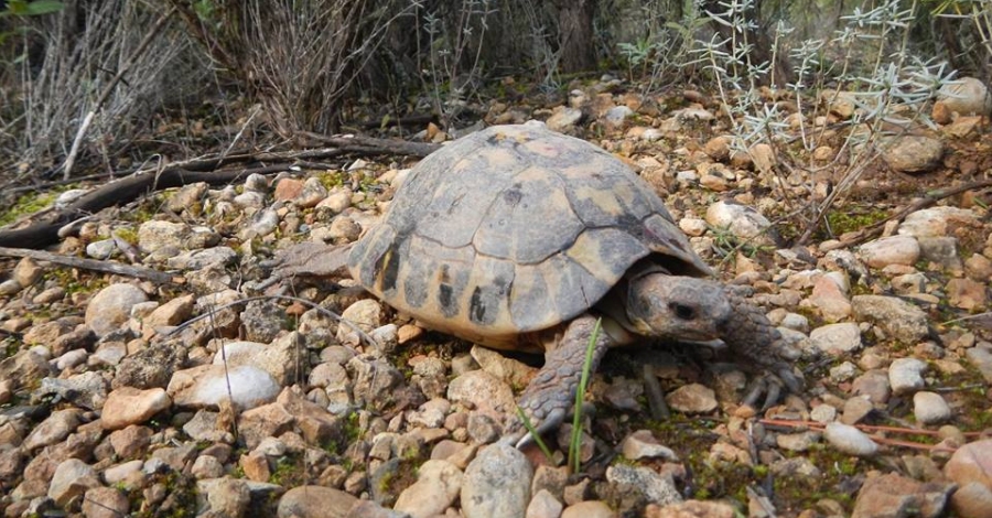 El Parc Natural de Montsant reintrodueix més d’un centenar de tortugues mediterrànies | EbreActiu.cat, revista digital d’oci actiu | Terres de l’Ebre ... El Parc Natural de Montsant reintrodueix més d’un centenar de tortugues mediterrànies | EbreActiu.cat, revista digital d’oci actiu | Terres de l’Ebre ...