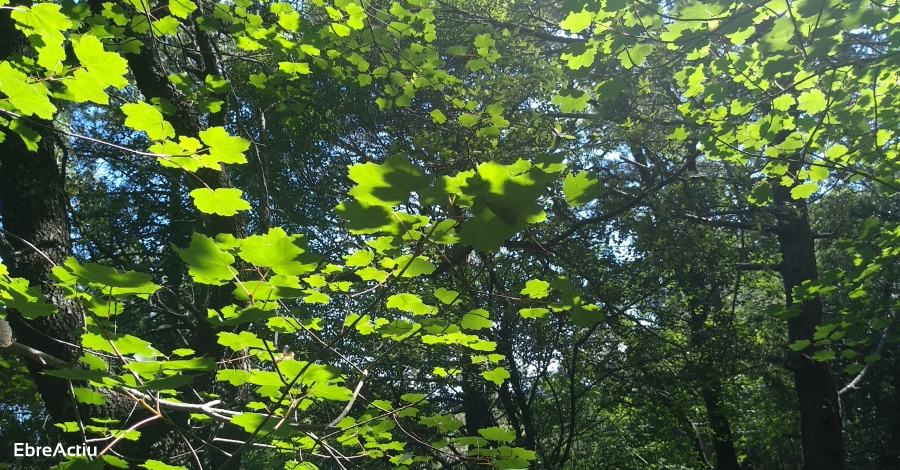 Els Parcs Naturals de Catalunya celebren el Dia Mundial del Medi Ambient 2020 | EbreActiu.cat, revista digital d’oci actiu | Terres de l’Ebre ... Els Parcs Naturals de Catalunya celebren el Dia Mundial del Medi Ambient 2020 | EbreActiu.cat, revista digital d’oci actiu | Terres de l’Ebre ...