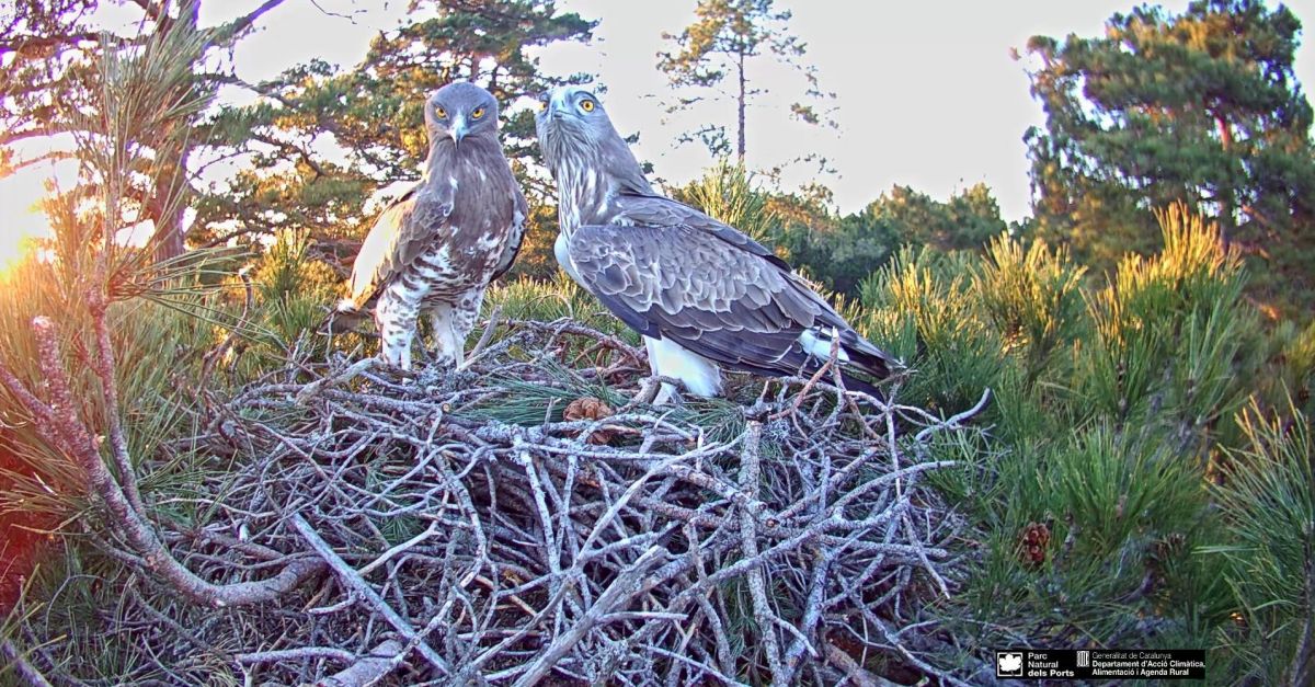 El Parc Natural dels Ports inicia el seguiment en directe dun niu dguila marcenca