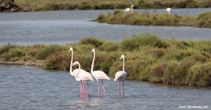 2.176 parelles de flamenc es reprodueixen enguany al Parc Natural del Delta de l’Ebre