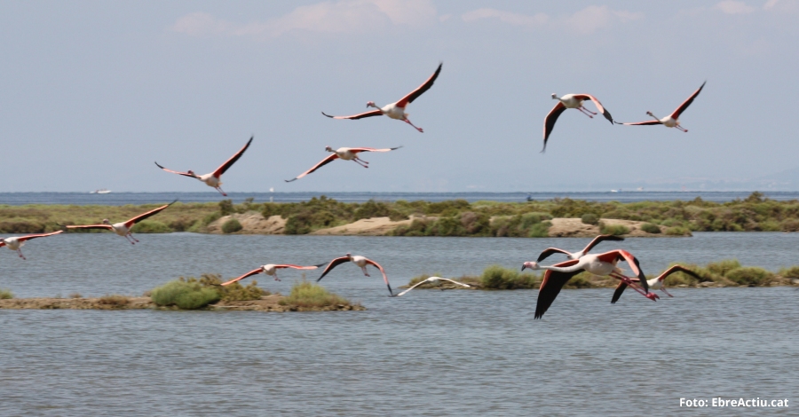 2.176 parelles de flamenc es reprodueixen enguany al Parc Natural del Delta de l&rsquo;Ebre | EbreActiu.cat, revista digital d&rsquo;oci actiu | Terres de l&rsquo;Ebre ...