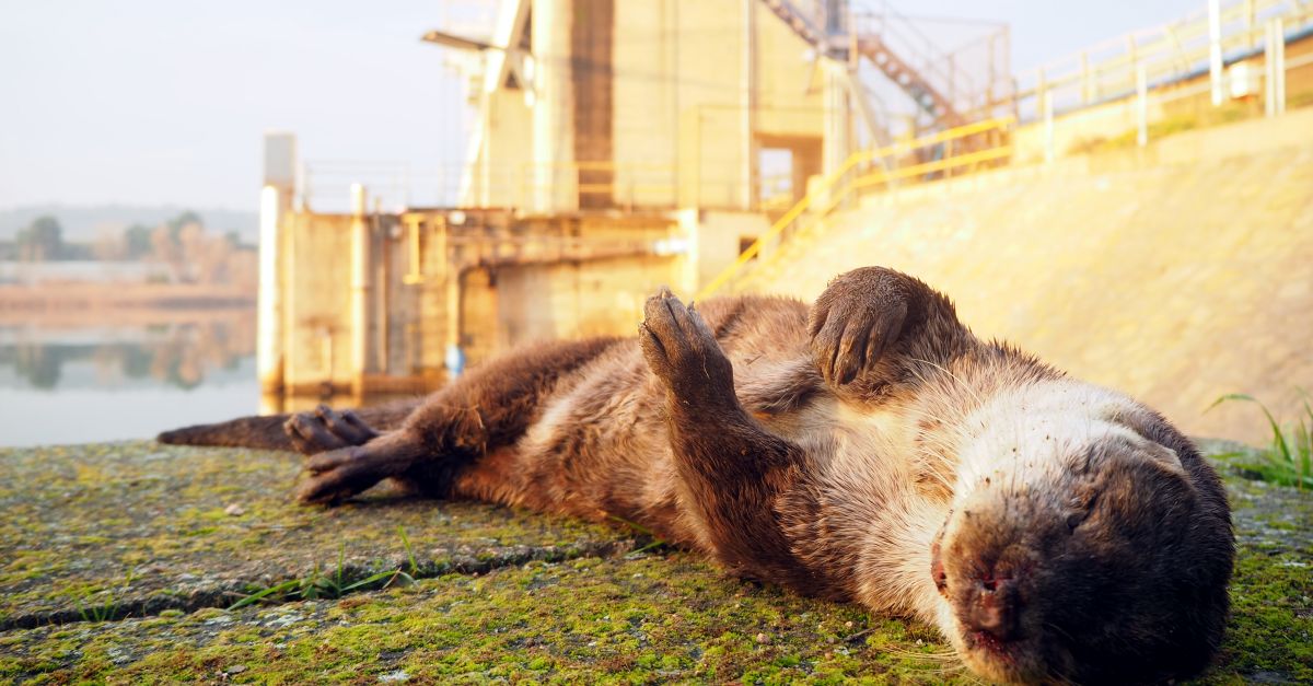 Construiran un pas de fauna per lldrigues a la C-12 a lalada de la presa de Flix