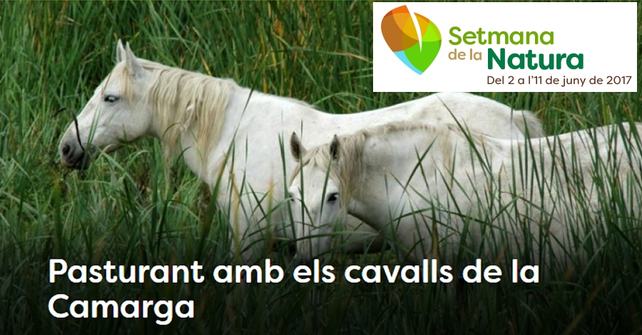 Pastando con los caballos de la Camarga