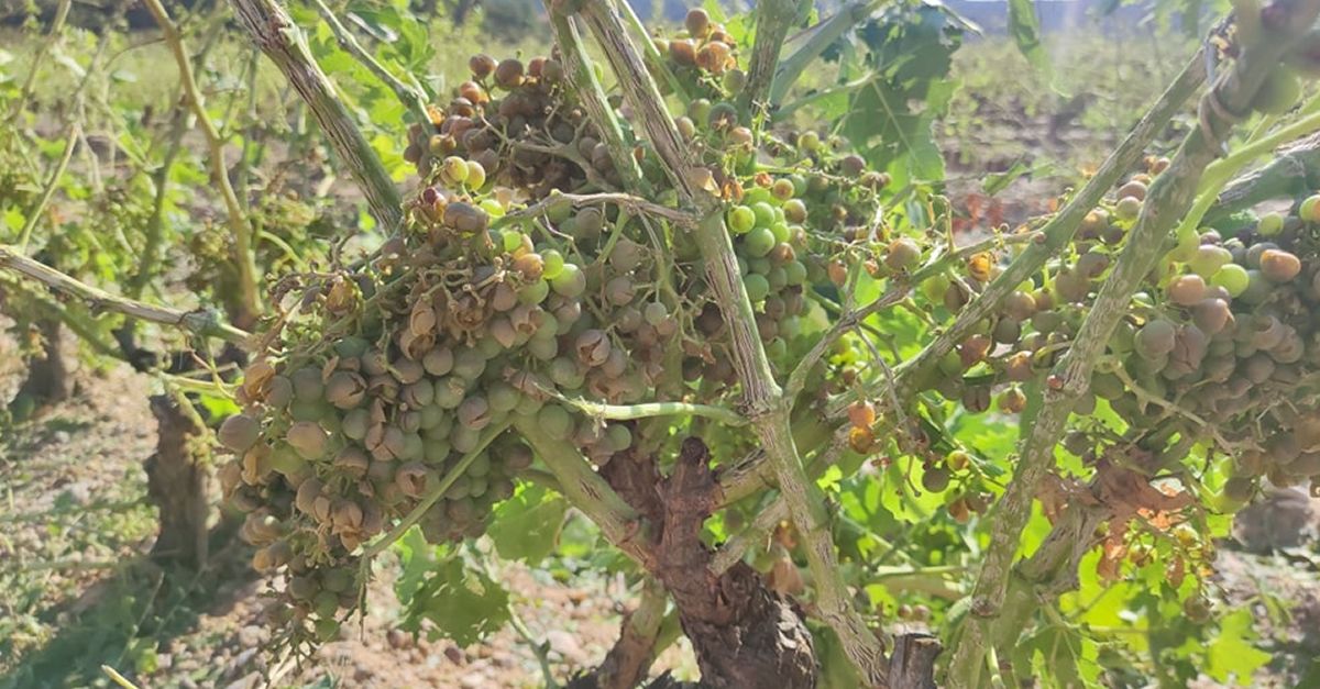 La pedregada afecta 3.000 hectrees de vinya a la Terra Alta i pot fer perdre fins al 80% de ram en algunes finques
