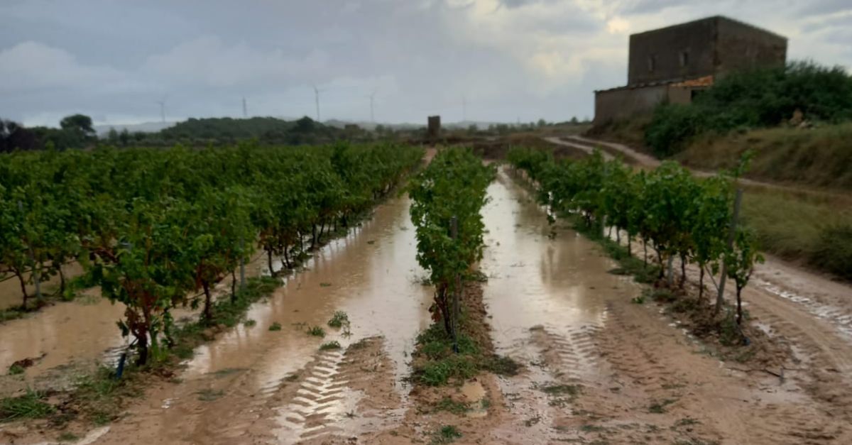 Un fort aiguat amb pedregada malmet espais municipals i ms de 2.000 hectrees de vinya a Batea