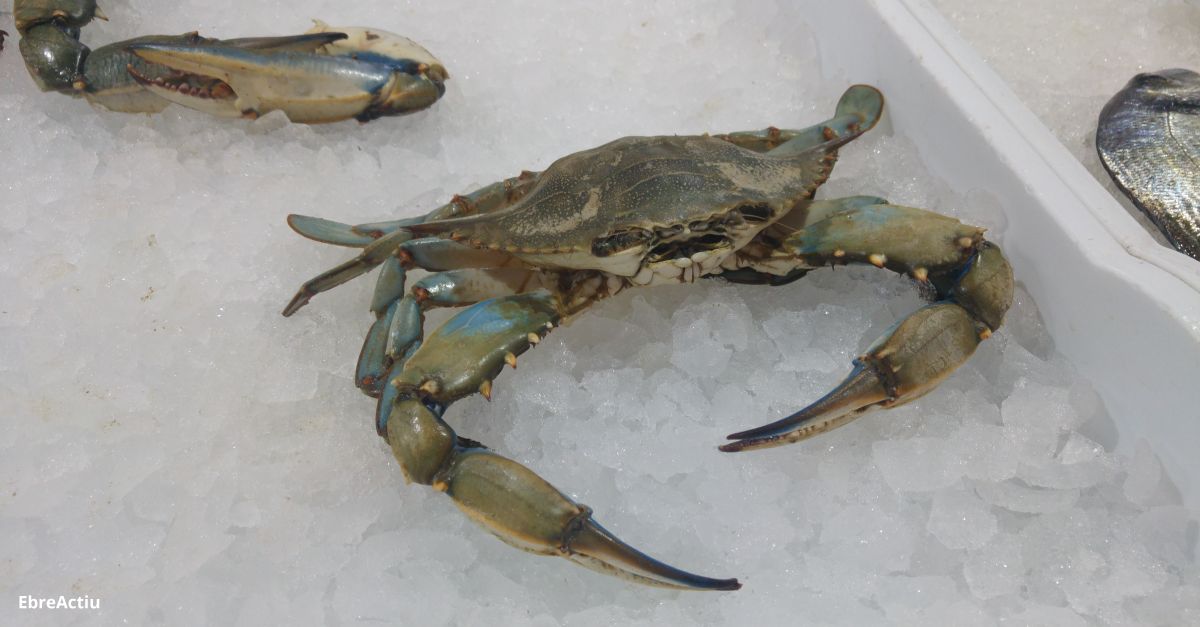 Els pescadors ebrencs treuen ms de 5 milions d’exemplars de cranc blau 