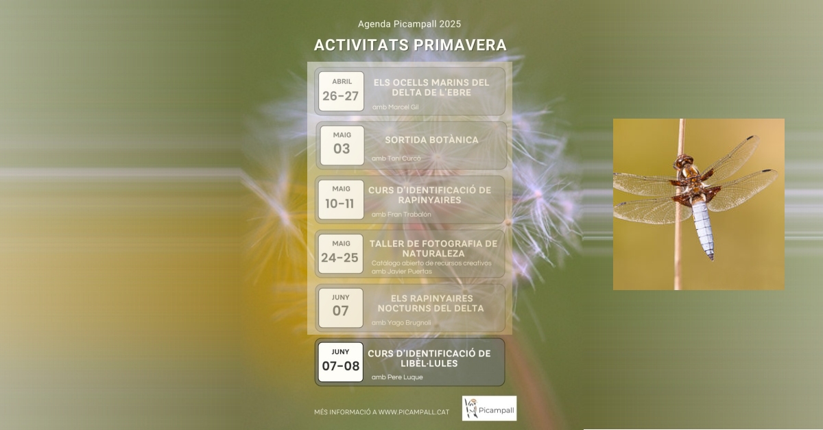 Curs didentificaci de libllules