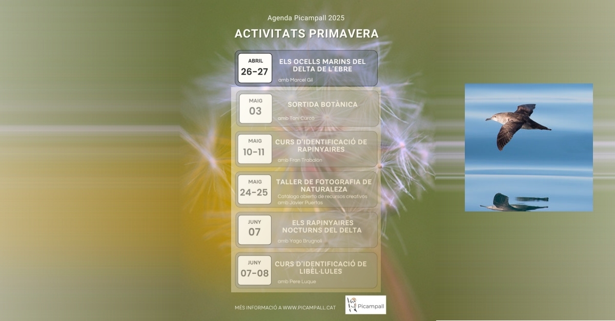 Curs: Els ocells marins del delta de lEbre