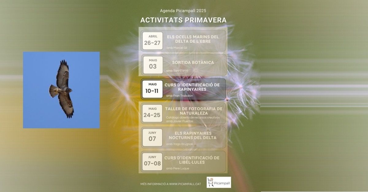 Curs didentificaci de rapinyaires
