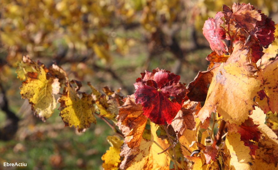 El Pinell de Brai, on la terra regala plaers | EbreActiu.cat, revista digital d’oci actiu | Terres de l’Ebre ... El Pinell de Brai, on la terra regala plaers | EbreActiu.cat, revista digital d’oci actiu | Terres de l’Ebre ...
