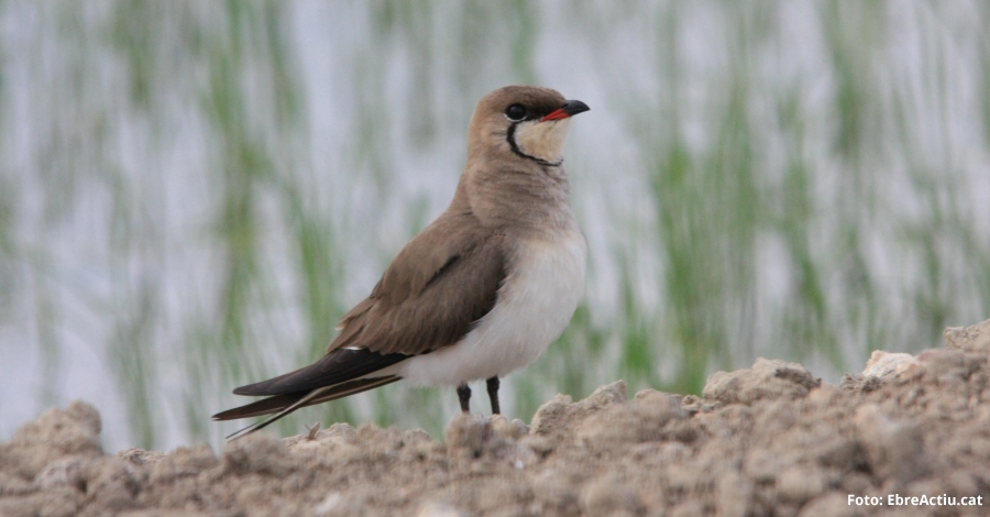 El Govern aprova l&rsquo;Estrat�gia del patrimoni natural i la biodiversitat de Catalunya | EbreActiu.cat, revista digital d&rsquo;oci actiu | Terres de l&rsquo;Ebre ...