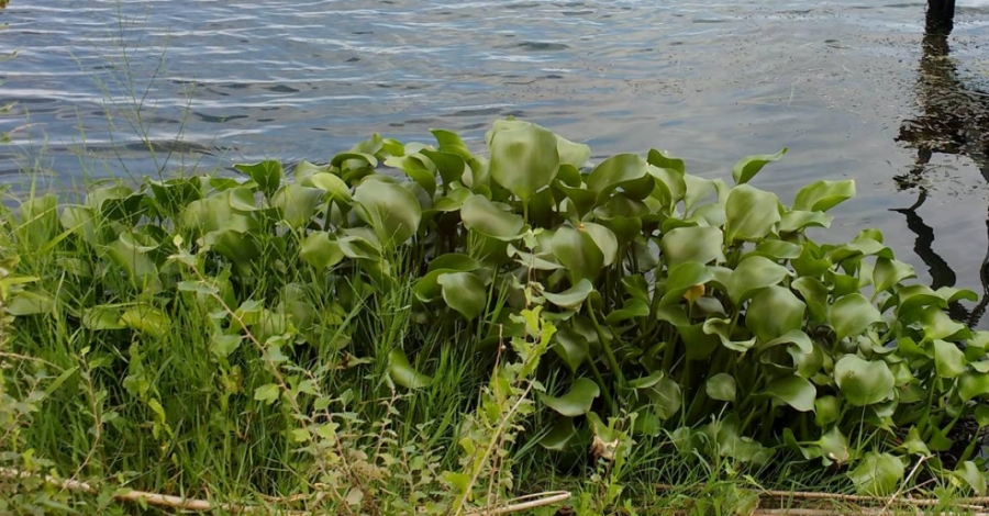 S’inicia el pla per erradicar el jacint d’aigua detectat al delta de l’Ebre | EbreActiu.cat, revista digital d’oci actiu | Terres de l’Ebre ... S’inicia el pla per erradicar el jacint d’aigua detectat al delta de l’Ebre | EbreActiu.cat, revista digital d’oci actiu | Terres de l’Ebre ...