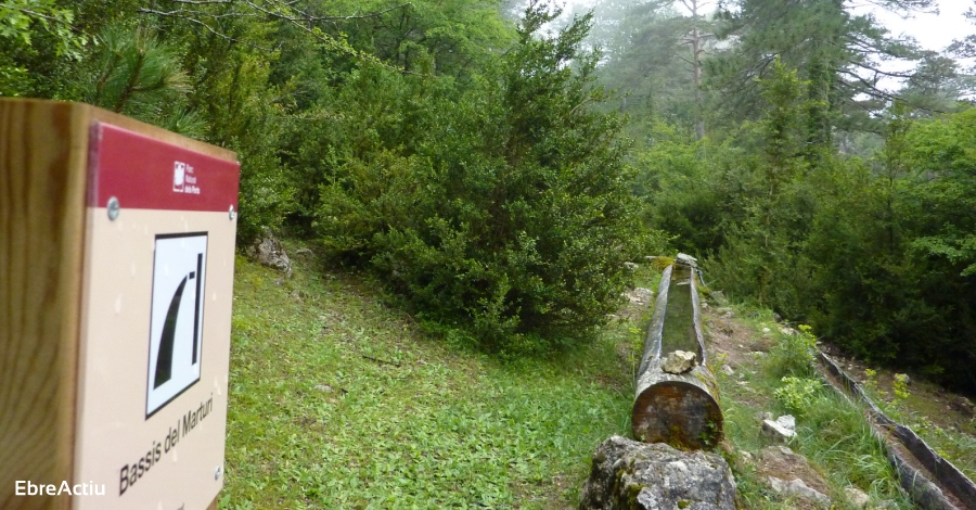 Agricultura confirma que la plaga que afecta els boixos s’est estenent amb rapidesa | EbreActiu.cat, revista digital d’oci actiu | Terres de l’Ebre ...