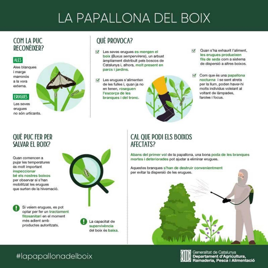 Agricultura confirma que la plaga que afecta els boixos s’est estenent amb rapidesa | EbreActiu.cat, revista digital d’oci actiu | Terres de l’Ebre ...