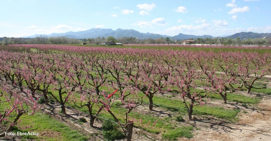 Es destinen 10 milions d’euros per combatre la crisi de la fruita dola | EbreActiu.cat, revista digital d’oci actiu | Terres de l’Ebre ...