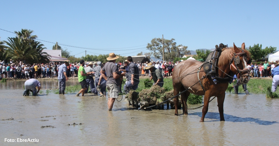 30a Festa de la Plantada de lArrs dAmposta