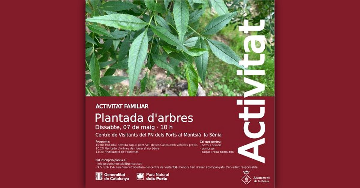 Plantada de �rboles