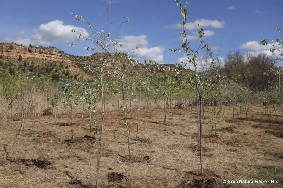 Es planten 150 salzes i aubes en una nova edici� de la Festa de l&rsquo;Arbre a Riba-roja d&rsquo;Ebre | EbreActiu.cat, revista digital d&rsquo;oci actiu | Terres de l&rsquo;Ebre ...