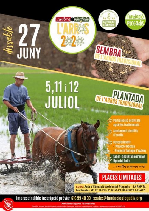 Plantada de l’arròs tradicional a la Fundació Plegadis Plantada de l’arròs tradicional a la Fundació Plegadis