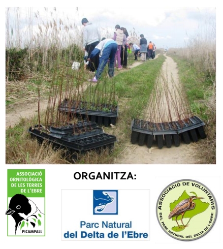 Plantada de tamarius a la llacuna del Canal Vell Plantada de tamarius a la llacuna del Canal Vell