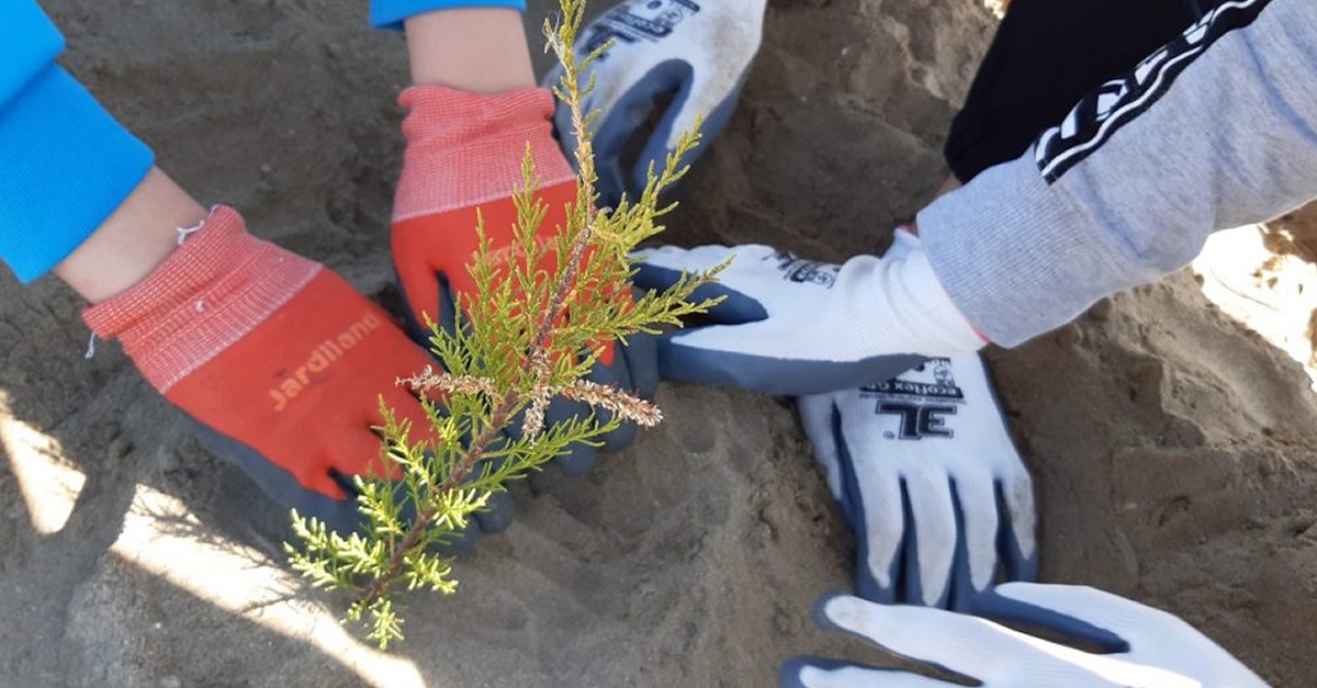 Voluntaris del GEPEC-Edc planten tamarius entre la bassa de les Olles i el Goler