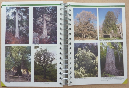 �Plantes del port I. Equisets i falagueres. Arbres i arbustos. Arbres monumentals� | EbreActiu.cat, revista digital d&rsquo;oci actiu | Terres de l&rsquo;Ebre ...