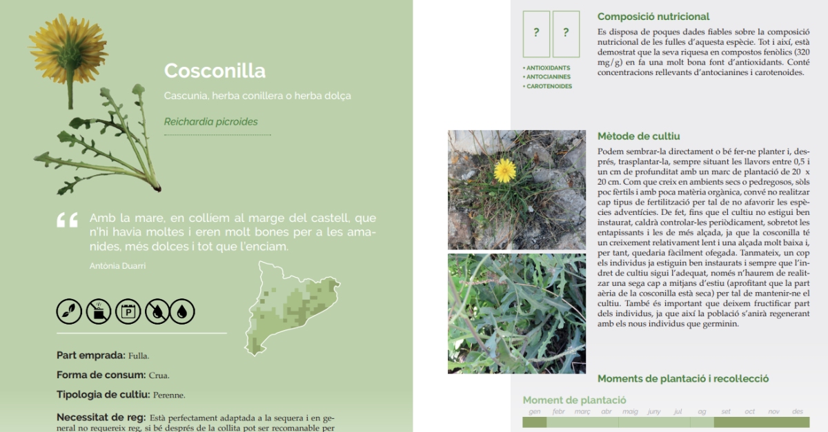 El Campus de lalimentaci de la UB i el collectiu Eixarcolant difonen linters gastronmic de diferents espcies silvestres comestibles