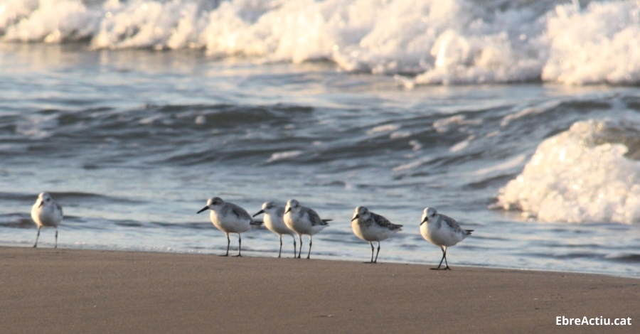La Fundaci Plegadis acull un curs per aprendre a identificar els ocells marins | EbreActiu.cat, revista digital d’oci actiu | Terres de l’Ebre ...