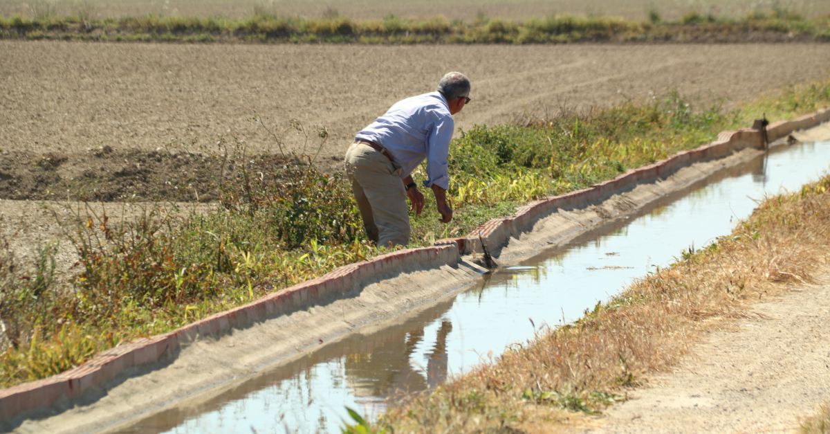 Les pluges de primavera retarden la inundaci de camps d’arrs al delta de l’Ebre
