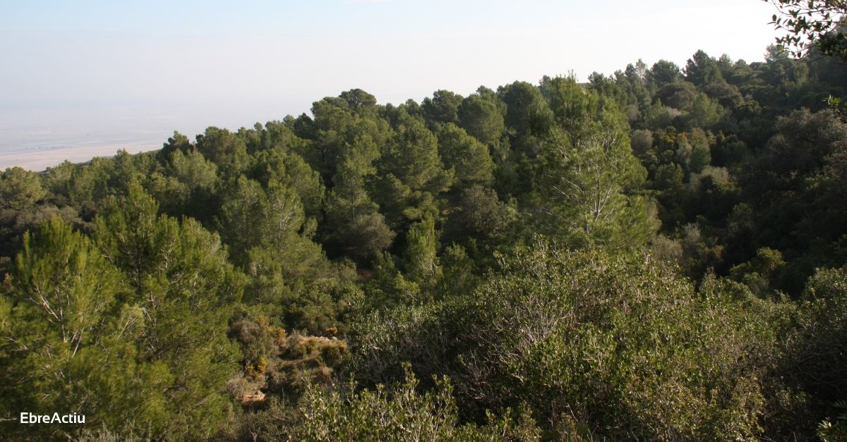 Les pluges de 2020 cicatritzen les ferides dels boscos catalans
