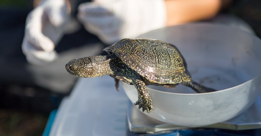 El Parc Natural del Delta de lEbre allibera 50 exemplars de tortuga destany