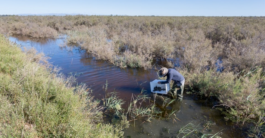 El Parc Natural del Delta de l’Ebre allibera 50 exemplars de tortuga d’estany | EbreActiu.cat, revista digital d’oci actiu | Terres de l’Ebre ...