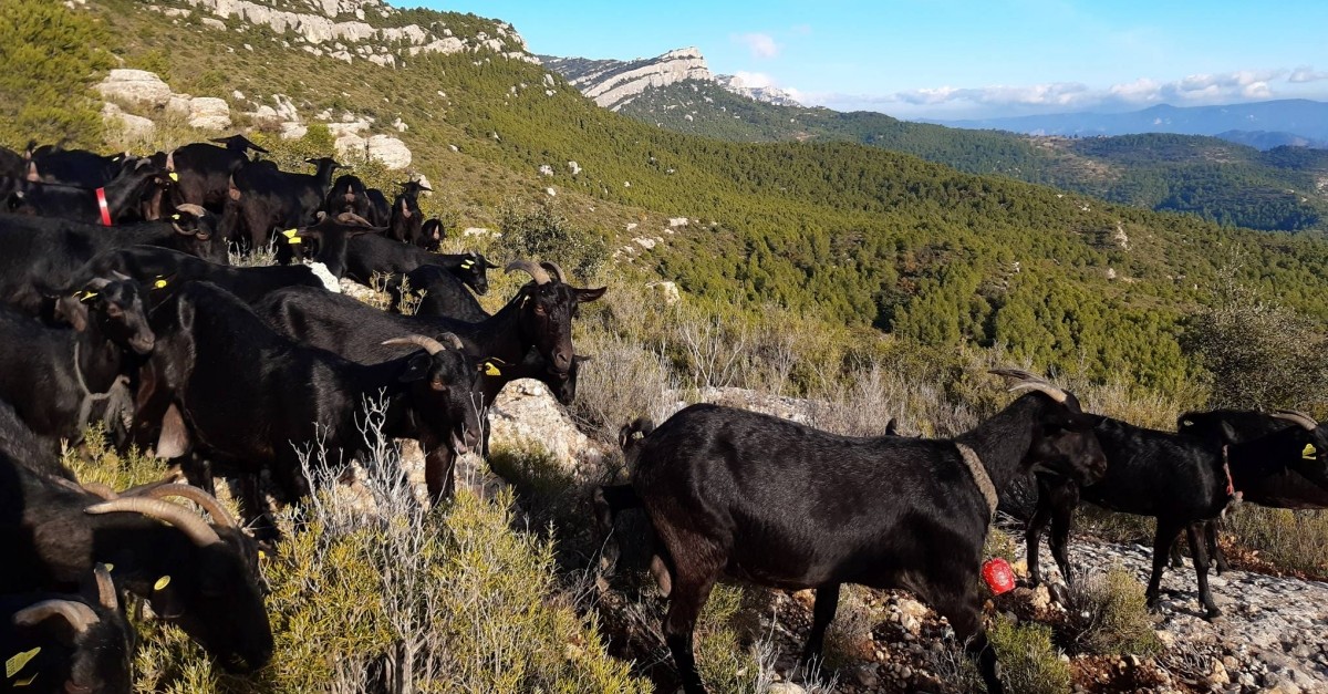 El Parc Natural de Montsant recupera l’activitat de pastura dins del seu mbit