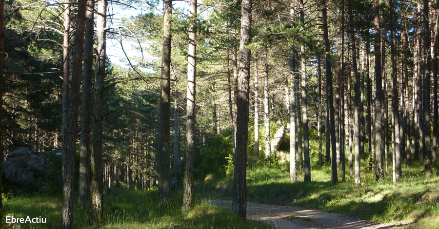El Parc Natural dels Ports, un dels quatre espais naturals escollits per a lestudi del model forestal en boscos madurs